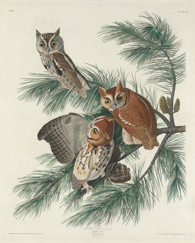 Mottled Owl by John James Audubon